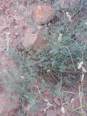 Dalea searlsiae