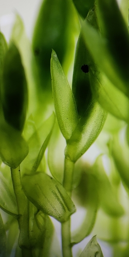 Image of Calliergon cordifolium by (c) Thomas Gyselinck, some rights reserved (CC BY)