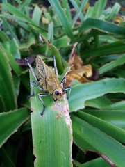 Taeniopoda varipennis