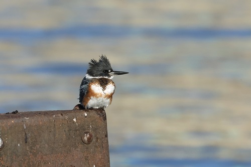 Belted Kingfisher photographed in New York