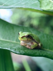 Hyla japonica