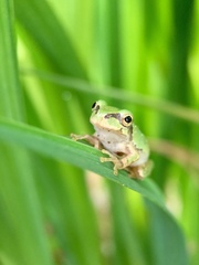 Hyla japonica