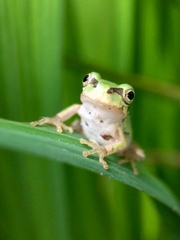 Hyla japonica