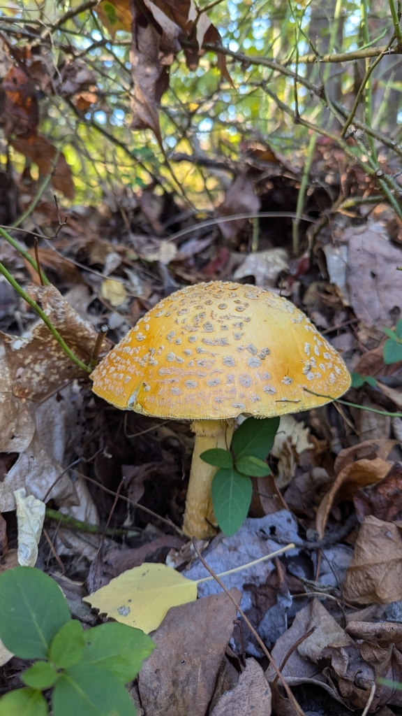 Amanita muscaria<br>20 October, 2024