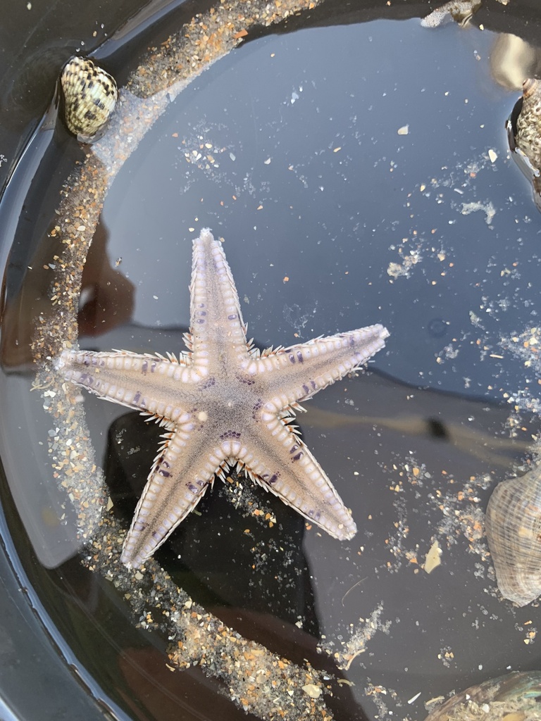 two-spined star fish