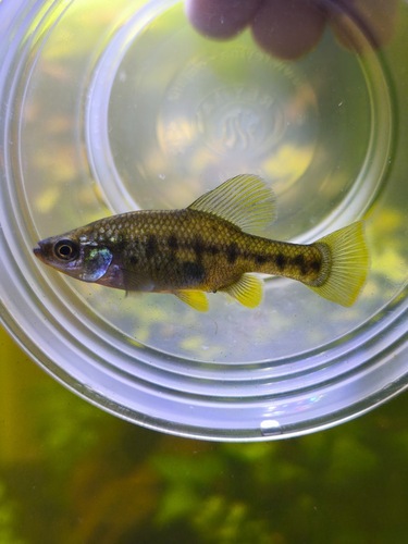 Barred splitfin (Chapalichthys encaustus) — Goodeidae — 4