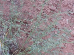 Dalea searlsiae