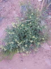 Peteria thompsoniae