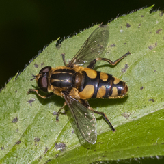 Helophilus obscurus