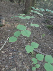 Viburnum lantanoides image