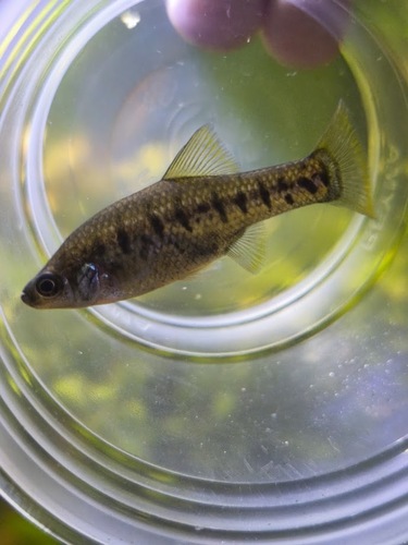 Barred splitfin (Chapalichthys encaustus) — Goodeidae — 3