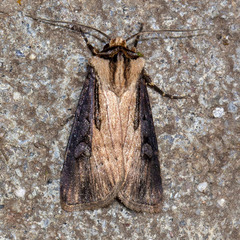 Agrotis volubilis
