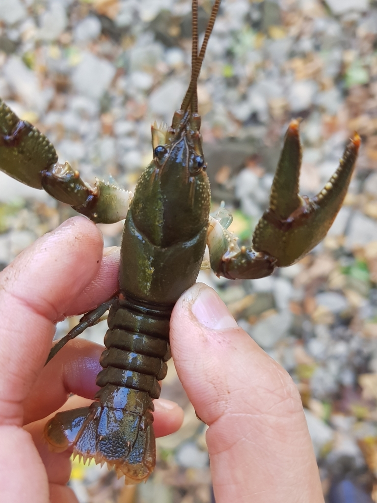 Acuminate Crayfish