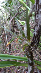 Encyclia