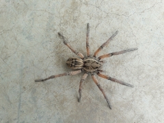 Schizocosa maxima