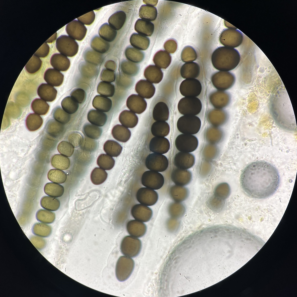 Sporormiella herculea