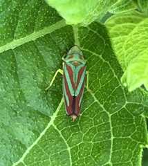 Graphocephala