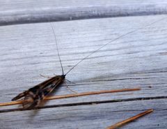 Macrostemum zebratum