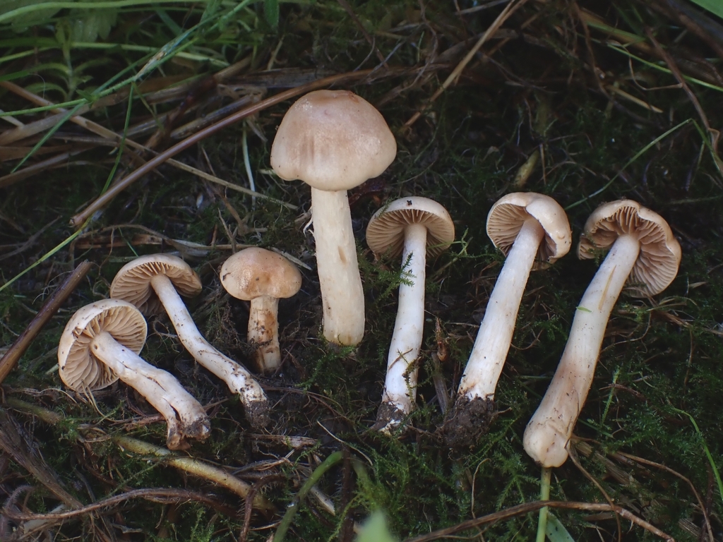 Hebeloma sp. 'CA09'