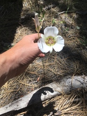Calochortus ambiguus