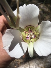 Calochortus ambiguus
