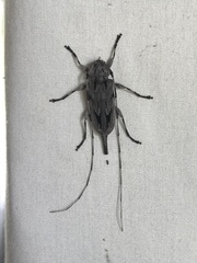 Acanthocinus nodosus