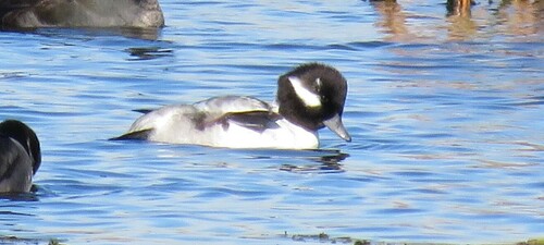 Bufflehead photographed in Wisconsin