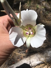 Calochortus ambiguus