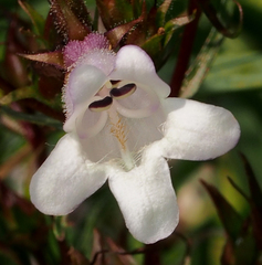 Penstemon digitalis