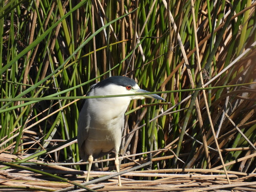 iNaturalist observation photo of Black-crowned Night Heron