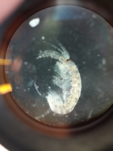 Monocorophium sextonae