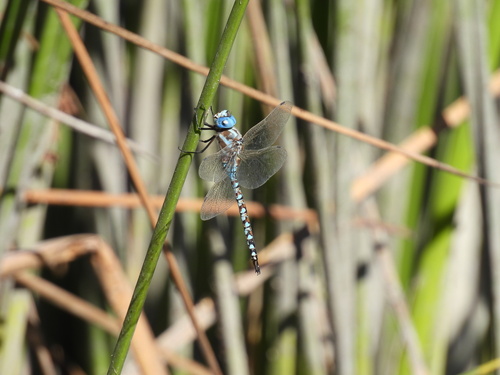 iNaturalist observation photo of Blue-eyed Darner
