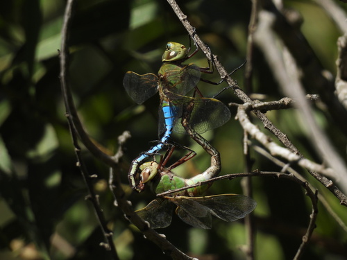 iNaturalist observation photo of Common Green Darner