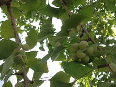 Ginkgo biloba