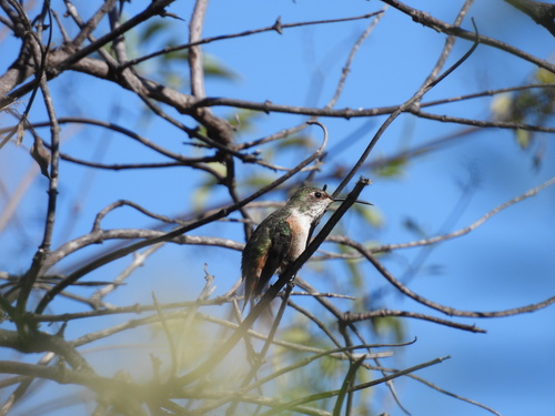 iNaturalist observation photo of Allen's Hummingbird