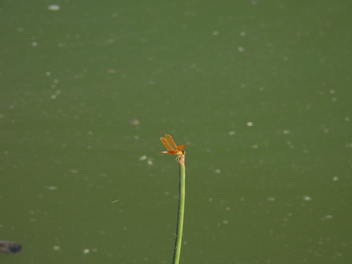 iNaturalist observation photo of Mexican Amberwing