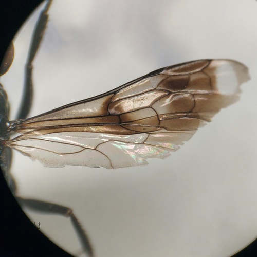 Priocnemis propinqua