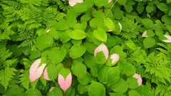 Actinidia kolomikta