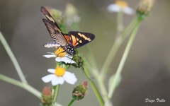 Actinote thalia pyrrha