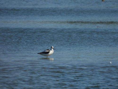 iNaturalist observation photo of American Avocet