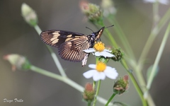 Actinote thalia pyrrha