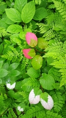 Actinidia kolomikta