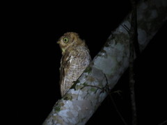 Megascops guatemalae