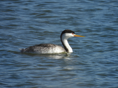 iNaturalist observation photo of Clark's Grebe
