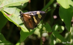 Actinote thalia pyrrha