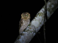 Megascops guatemalae