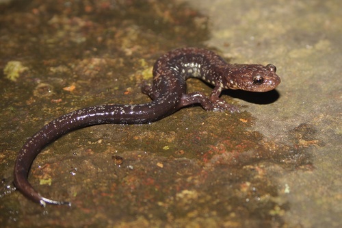 Shenandoah Salamander