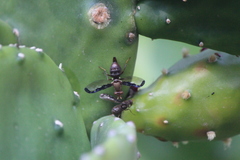 Diacrita costalis