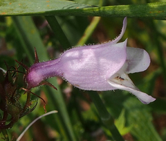 Penstemon digitalis