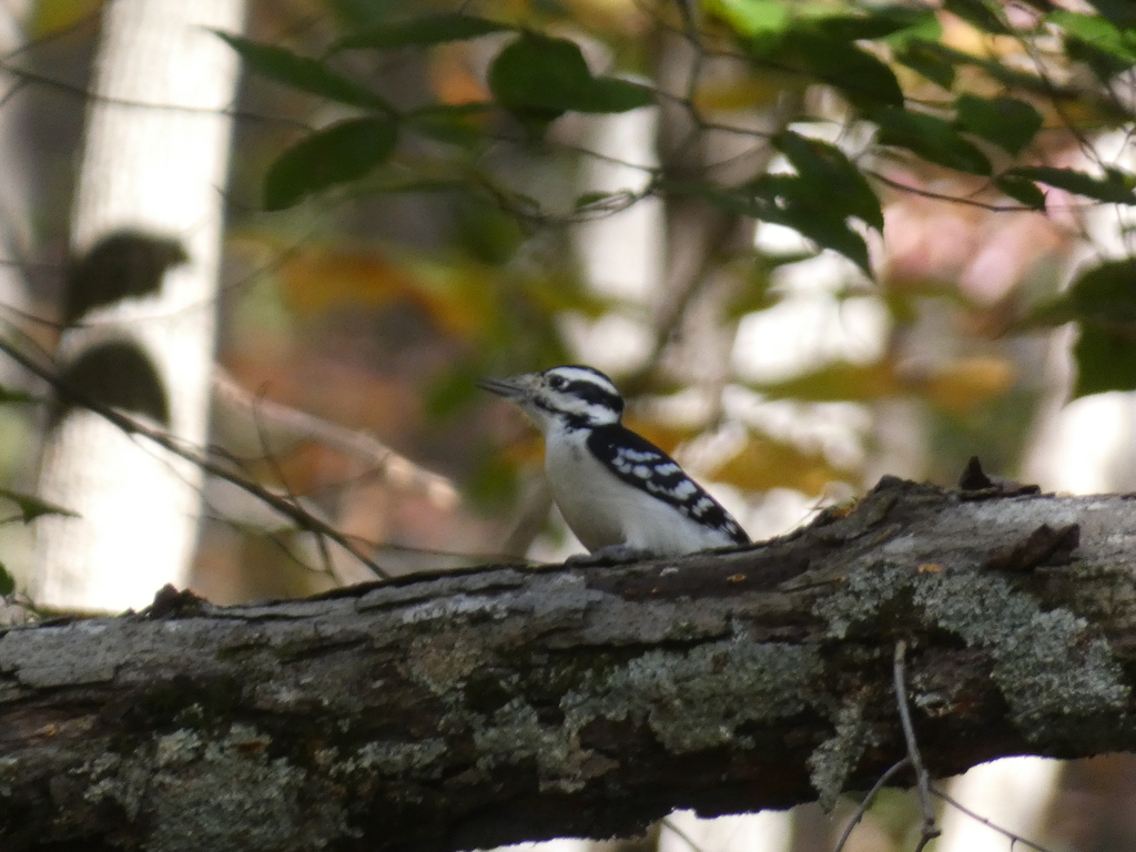 Eastern Hairy Woodpecker